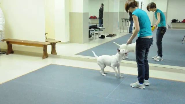 Daenerys Dastin Heart, занятие хэндлингом 2 смотреть онлайн