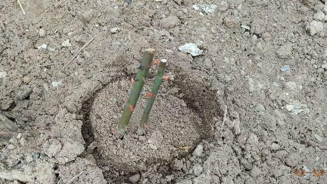 Розы в саду. Когда открывать розы после зимы. Как открывать розы весной, чтобы они не почернели смотреть онлайн