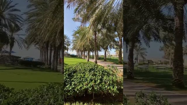 Coral beach resort Sharjah смотреть онлайн