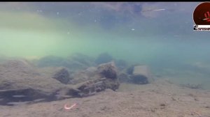 Съедобный силикон. Ларва 50-75 мм. Личинка стрекозы