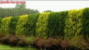 Живая изгородь