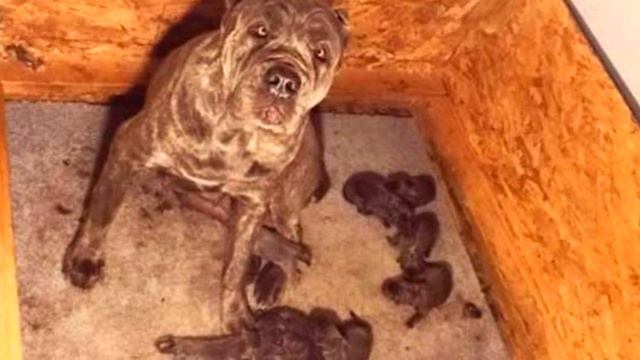 Спасенная собака так боялась людей, что переставала дышать рядом с ними смотреть онлайн