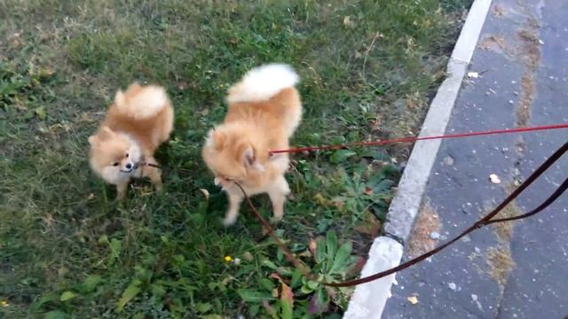 Померанские шпицы играются в "Тяни за поводок" смотреть онлайн