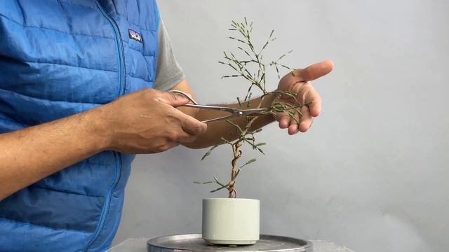 Pruning and Defining Branch Structure, Dancing Bones, Hatiora Salicornioides, Aug2023 смотреть онлайн