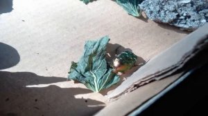 "Зелёный жук"