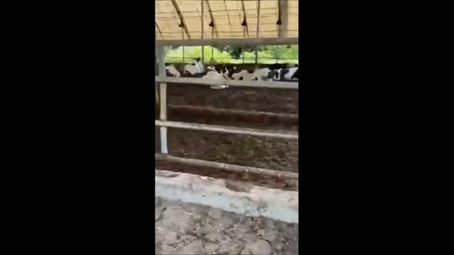 Узнай,уронили ли Тебя акушеры смотреть онлайн