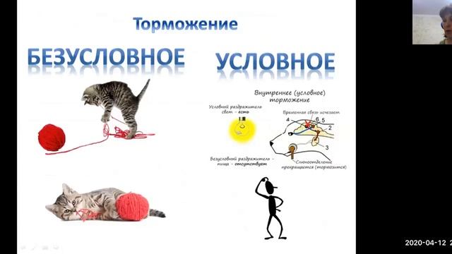 8 класс Урок Рефлексы и Торможение 13.04.2020. Баштанник Н.Е. смотреть онлайн
