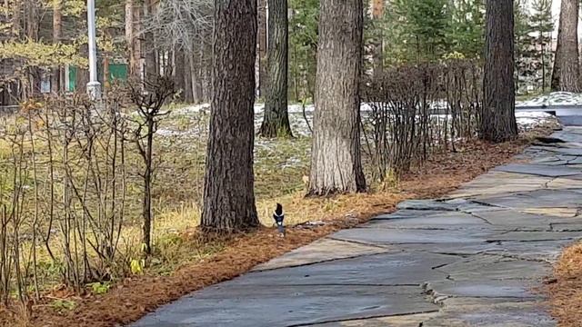 Сибирские просторы. Сорока - дятел. смотреть онлайн