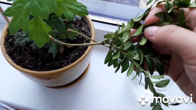 Поездка домой. День рождения Тани. Рулька. Растишки. Снег. смотреть онлайн