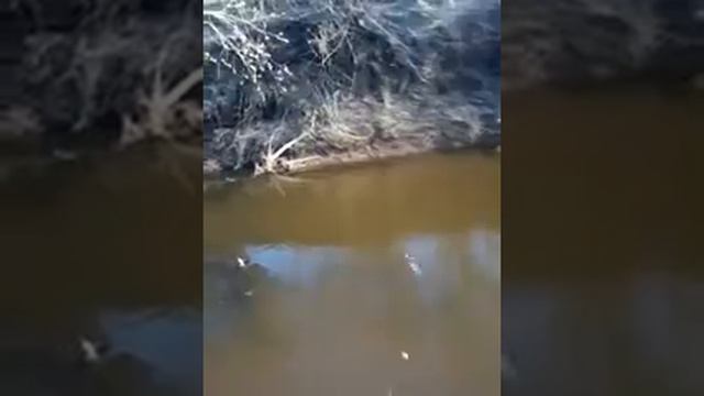 Рыбачим.Очень много рыб,река кишит рыбой! смотреть онлайн