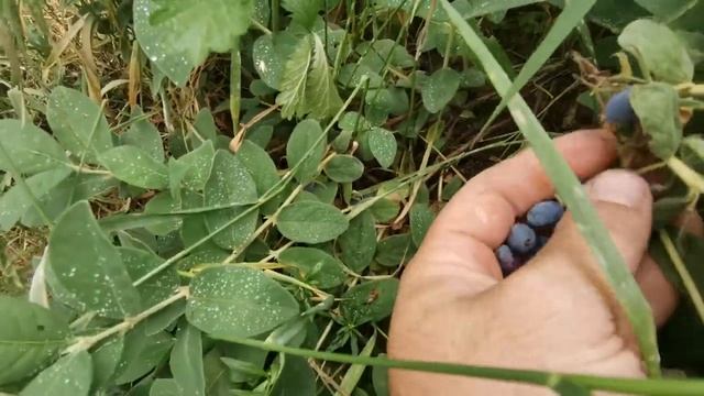 Канадская жимолость 2023 в условиях Хабаровска. смотреть онлайн