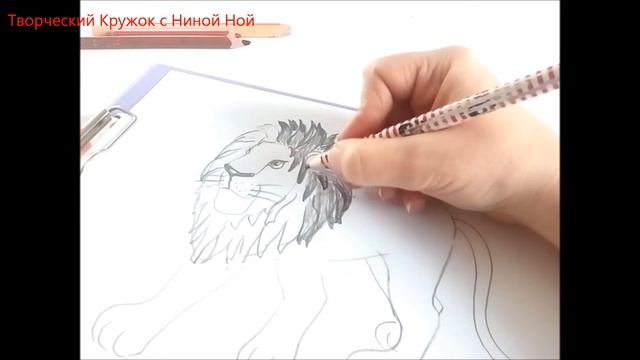 Как нарисовать льва карандашом. Уроки рисования для начинающих смотреть онлайн