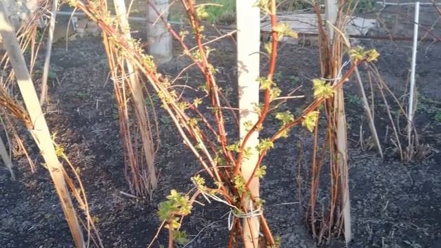 УХОД ЗА МАЛИНОЙ ВЕСНОЙ. СДЕЛАЙТЕ ЭТО и МАЛИНА ЗАВАЛИТ ВАС УРОЖАЕМ. смотреть онлайн