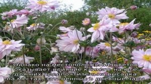 Анемона японская