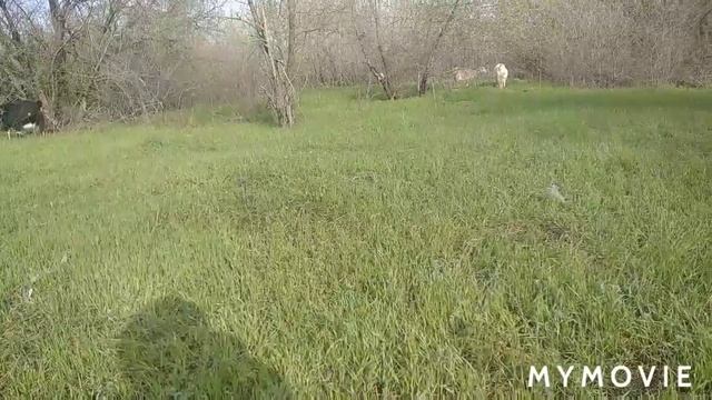 Цыплята породы Плимутрок. Удои моих коз смотреть онлайн