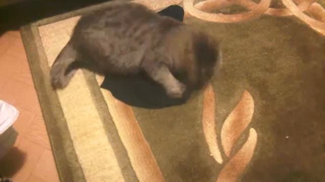 Кошка и носки смотреть онлайн