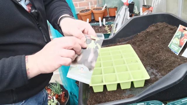 Sowing Flowers , Sugar Snap Peas & More