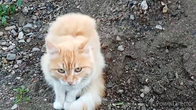 Лирическое видео. Читаю стихи о жизни... Не свои... смотреть онлайн