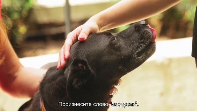 Как выстроить связь с глухой собакой? смотреть онлайн