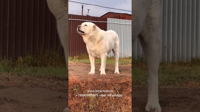 Нурик наш ветеран скоро 10 лет 🥰Среднеазиатские овчарки питомника Тимерташ Ведётся запись на щенков смотреть онлайн
