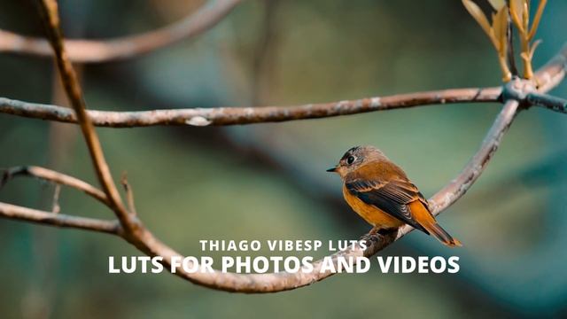 Cinematic Film LUTs for Photoshop, Premiere Pro, LumaFusion, Final Cut Pro, Davinci Resolve and Mor смотреть онлайн