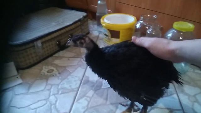 Индюк Тихорецкий Чёрный смотреть онлайн