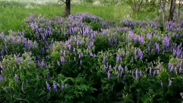 Мышиный горошек.(лат. Vícia crácca). Полезные растения.Useful plant. смотреть онлайн