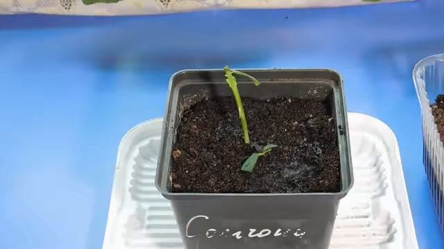 РОЗЫ В КАРТОШКЕ ! СМОТРИТЕ МОЙ РЕЗУЛЬТАТ ! смотреть онлайн