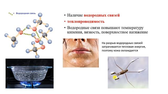 Химический состав клетки. Неорганические вещества смотреть онлайн