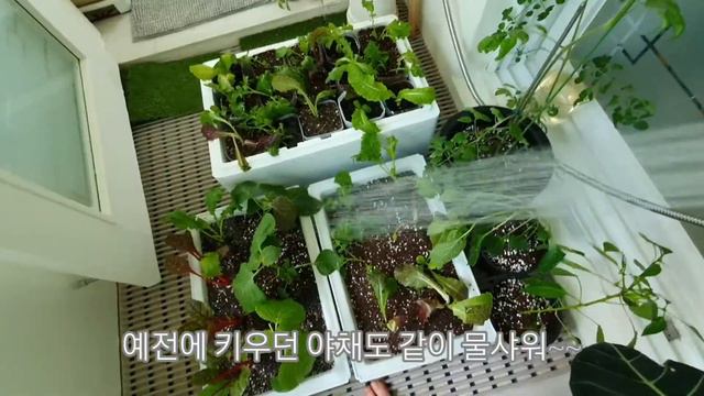 베란다텃밭 가꾸기-패트병을 활용한 채소키우기/취미생활/식집사/베란다정원/소소한가든 смотреть онлайн