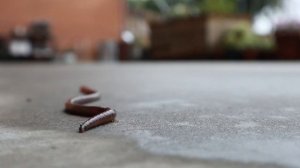 К чему снятся ЧЕРВИ или видеть во сне ЧЕРВЕЙ| Толкование снов | Сонник Sk1.online