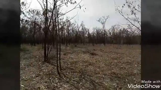 Натаскивание молодой гончей смотреть онлайн