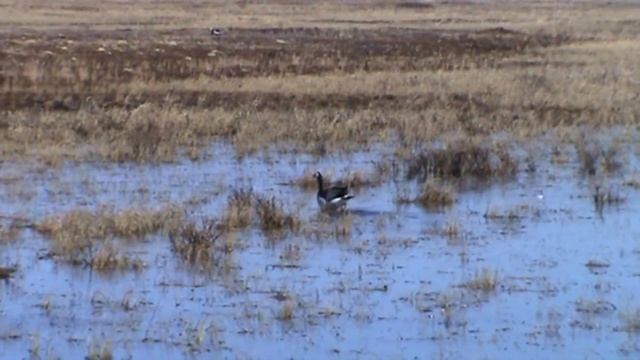 Максим Беликов. Опыт в орнитологической экспедиции. Ненецкий автономный округ. Тобседа 2013 Часть 4