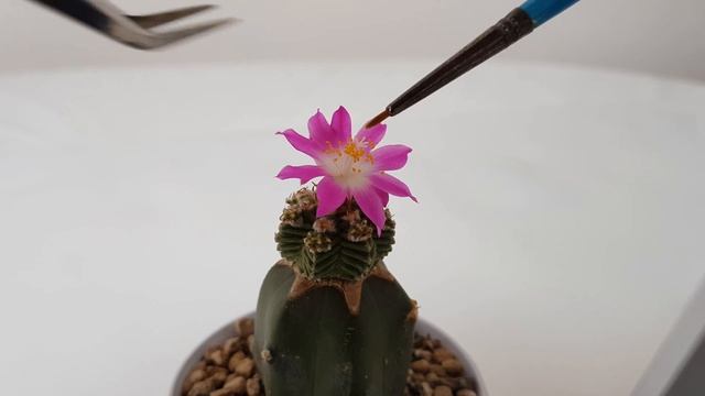 Aztekium Cactus Flower Full Bloom!!! смотреть онлайн