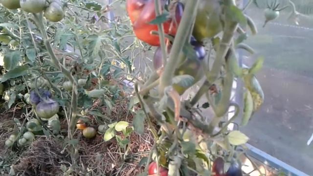 Томат ОДИНОКОЕ СЕРДЦЕ СЕРЖАНТА ПЕППЕРА смотреть онлайн