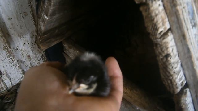 Курица и ее дети смотреть онлайн