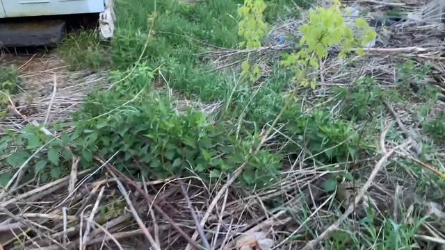 Сельская жизнь / Вместо клумбы банки и ведра / Люди выбрасили семенную картошку/ Влог смотреть онлайн