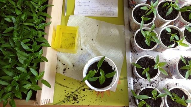 КАК ПРАВИЛЬНО ПИКИРОВАТЬ ПЕРЕЦ ? ПИКИРОВАНИЕ РАССАДЫ смотреть онлайн