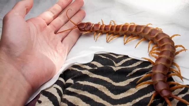 Українська сколопендра. Чим небезпечний її укус? смотреть онлайн