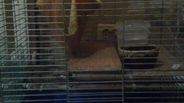 1 часть.Прогулка хорька +Обзор клетки смотреть онлайн