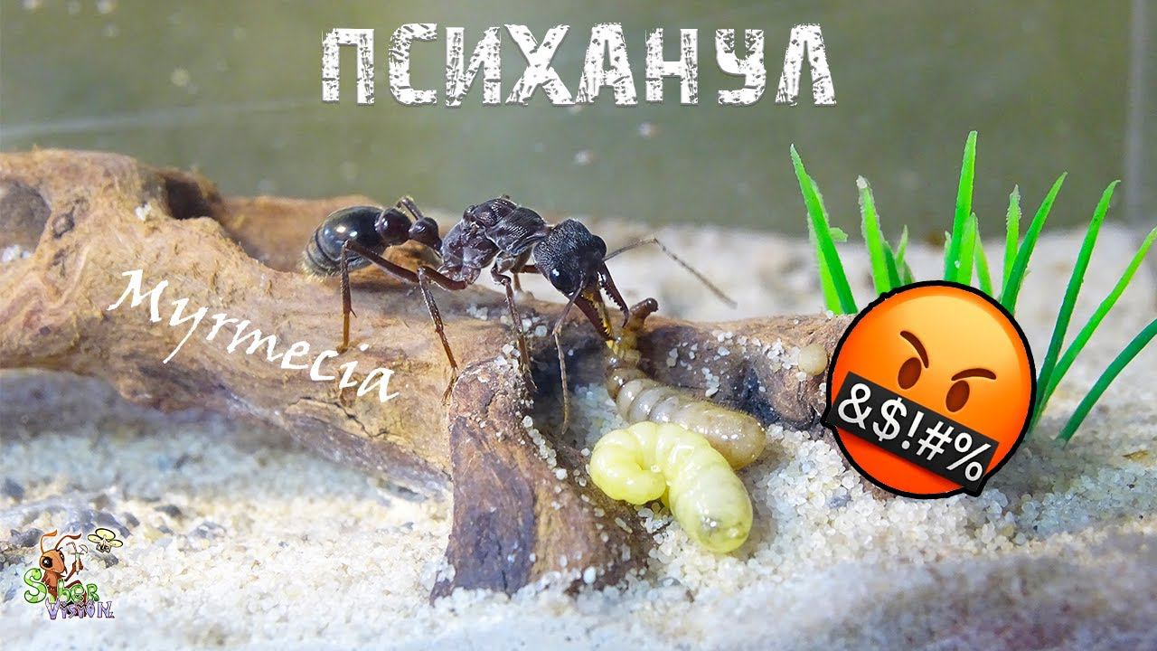 Хотел разнести формикарий ● Myrmecia pyriformis смотреть онлайн