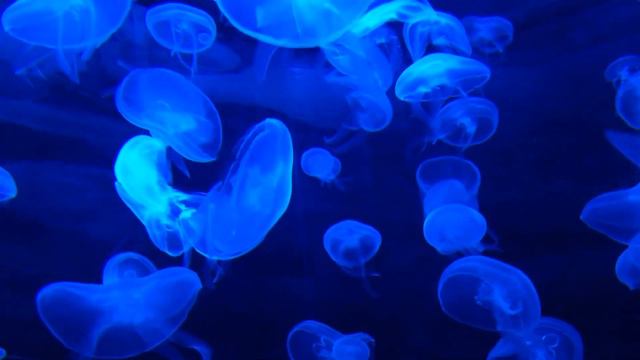 Релакс. Шопен Фредерик "Траурный марш". смотреть онлайн