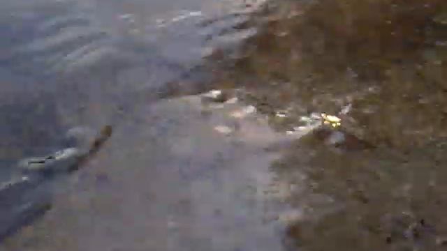 Гамаюн, Верх-Исетский пруд 06092014 смотреть онлайн