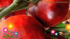 Томат обыкновенный Иван-да-Марья. Краткий обзор, описание характеристик, где купить семена