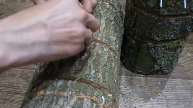 Посадка мицелия Рейши (Ganoderma lucidum)на пеньки!!!/ Трутовик лакированный./Reishi mushroom смотреть онлайн