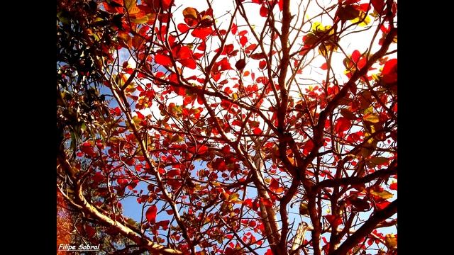 Photos Kodak Easyshare C183