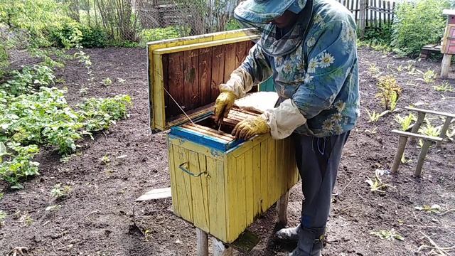 Пчеловодство,Полный улей пчелы,Что делать??? смотреть онлайн