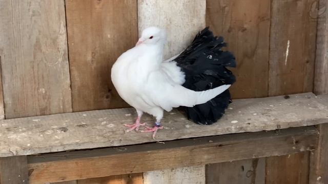 Николаевские голуби и другие. п.Осинки Безенчукский район. тел. +7 (927) 016-26-28 Алексей смотреть онлайн