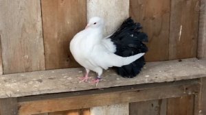 Николаевские голуби и другие. п.Осинки Безенчукский район. тел. +7 (927) 016-26-28  Алексей