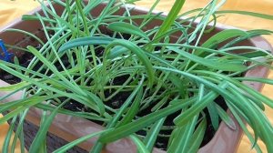 ГАЦАНИЯ-ГАЗАНИЯ..ВЫРАЩИВАЕМ РАССАДУ ИЗ СЕМЯН..